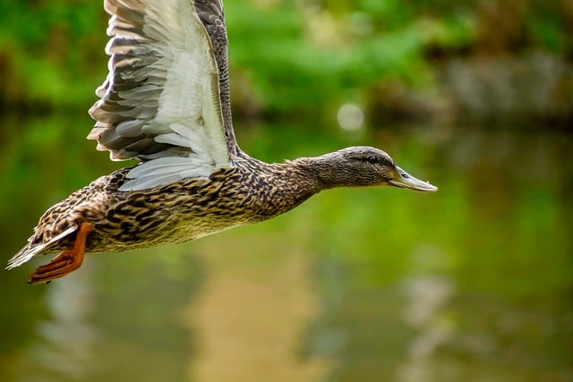 Fra tomt felt til fuldt gitter: Metoder til systematisk krydsordsløsning