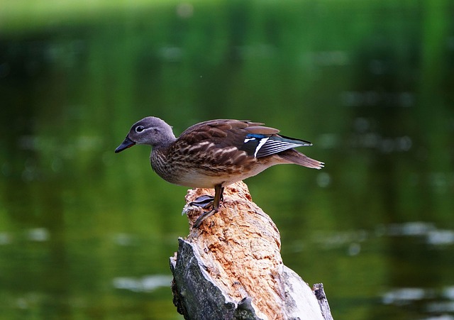 Ordbøger, apps og andre hjælpemidler til krydsordsentusiasten